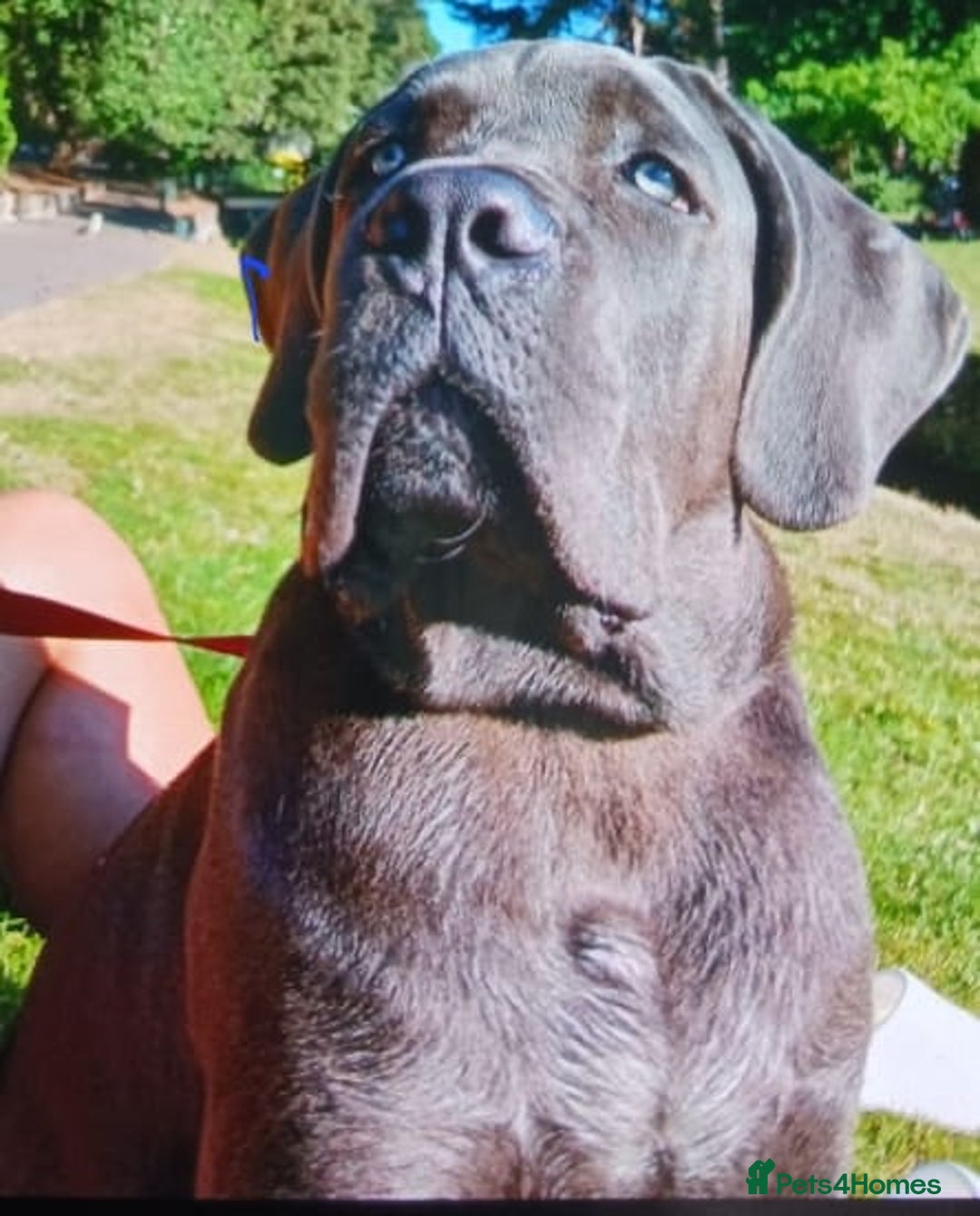 Cane Corso dogs for sale: Cane corso Rex 5 months old  - Image 7