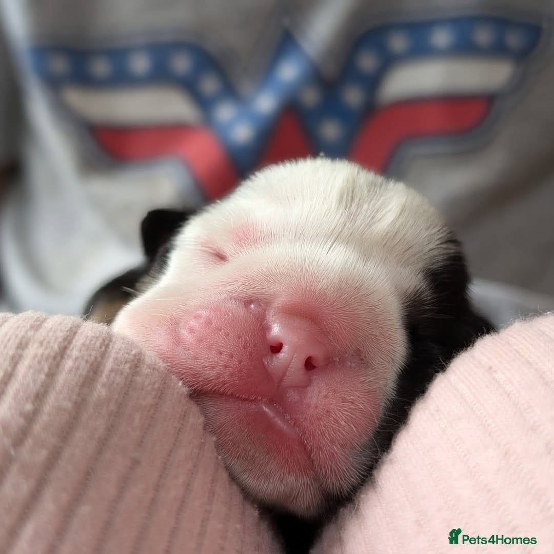 English Bulldog dogs for sale: 🐶🩵 English Bulldog Puppies for Sale 🐾✨ - Image 5