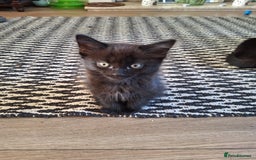 Mixed Breed cats for sale: 2 fluffy black girls  - Image 2