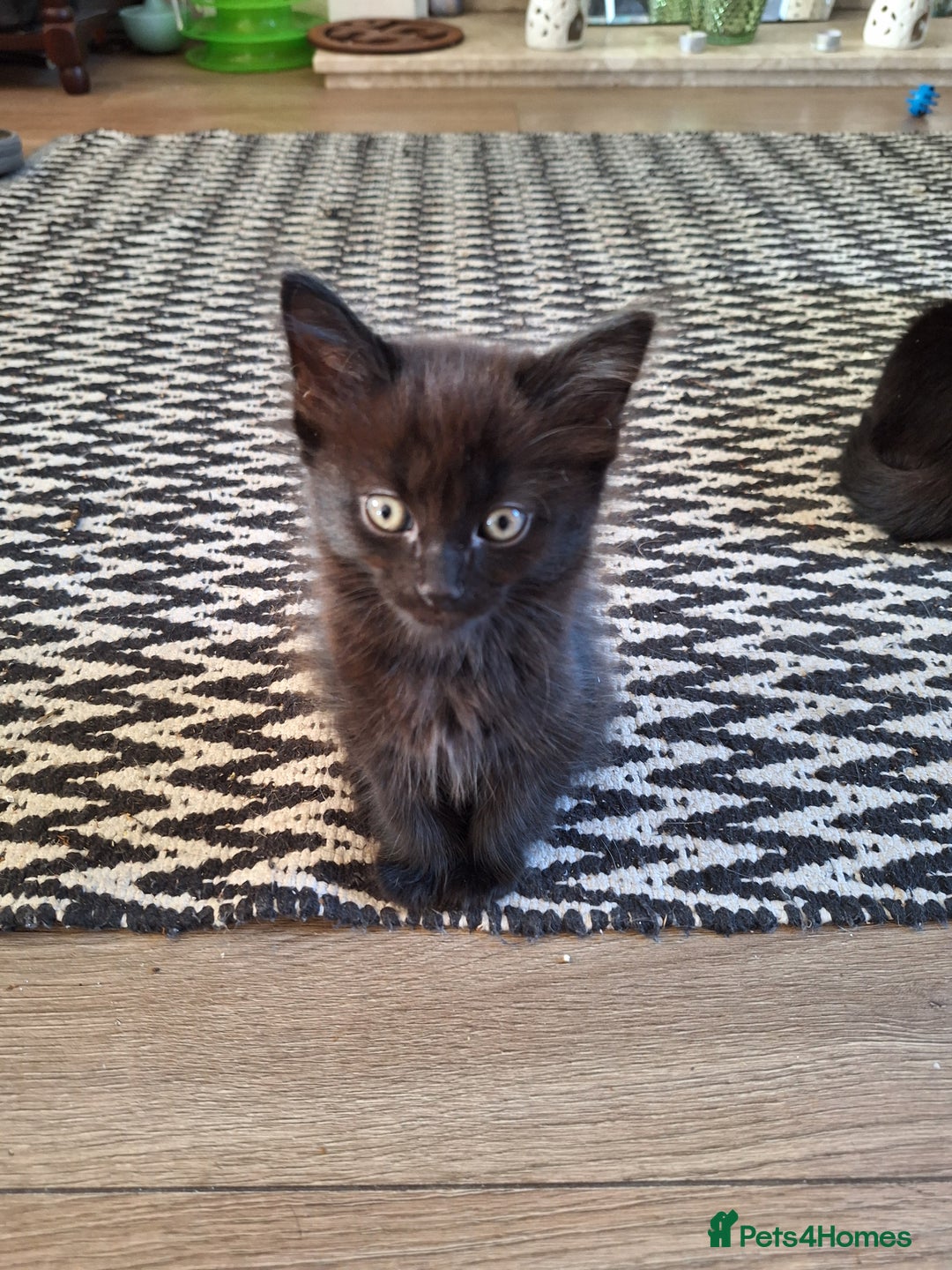 Mixed Breed cats for sale: 2 fluffy black girls  - Image 2