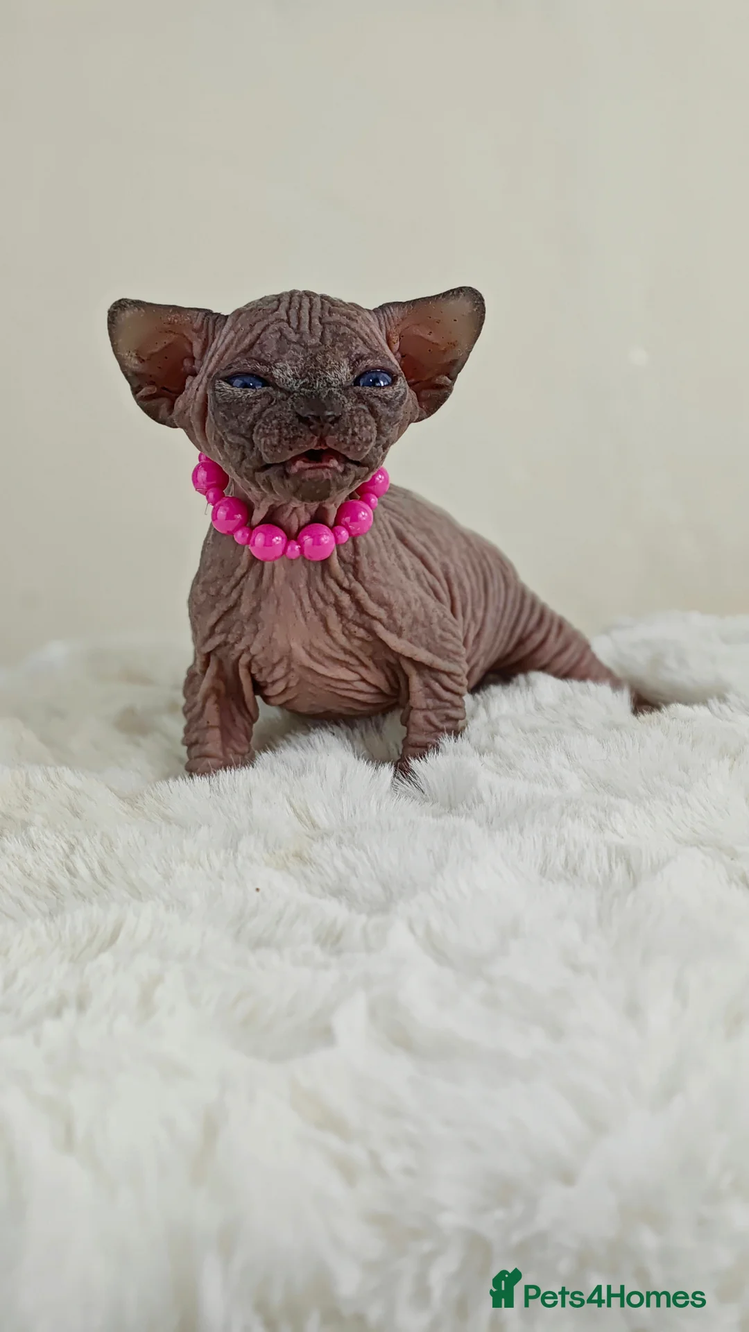 Sphynx cats for sale: Exceptional Sphynx Kittens – TICA|5 Gen Pedigree - Advert 40