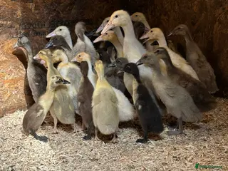 Ducks poultry Ducklings & Ducks, Runners, Khakis, Cherry Valley - Advert 7