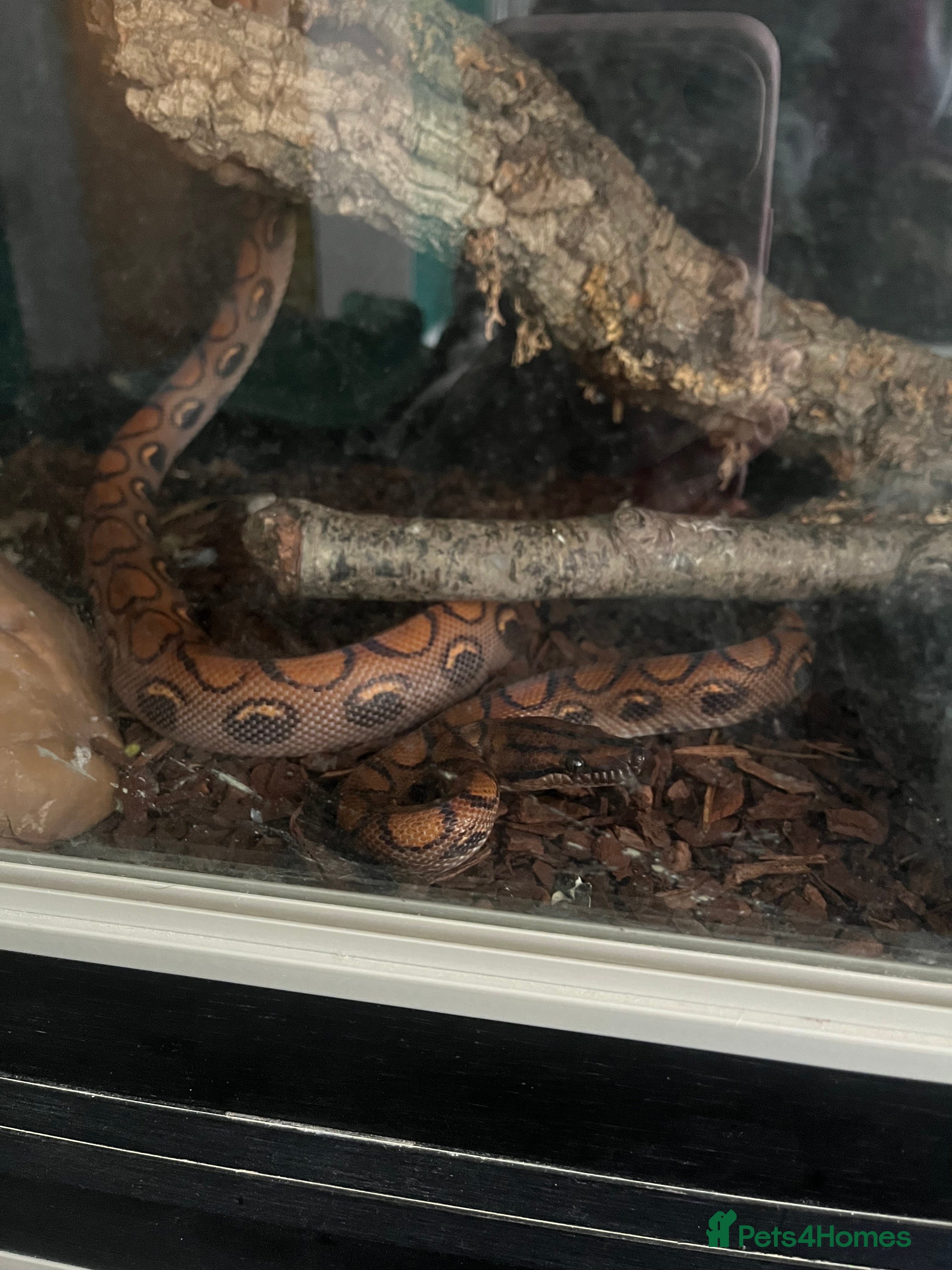 Boa Snake reptiles Brazilian Rainbow Boa in Plymouth - Advert 14