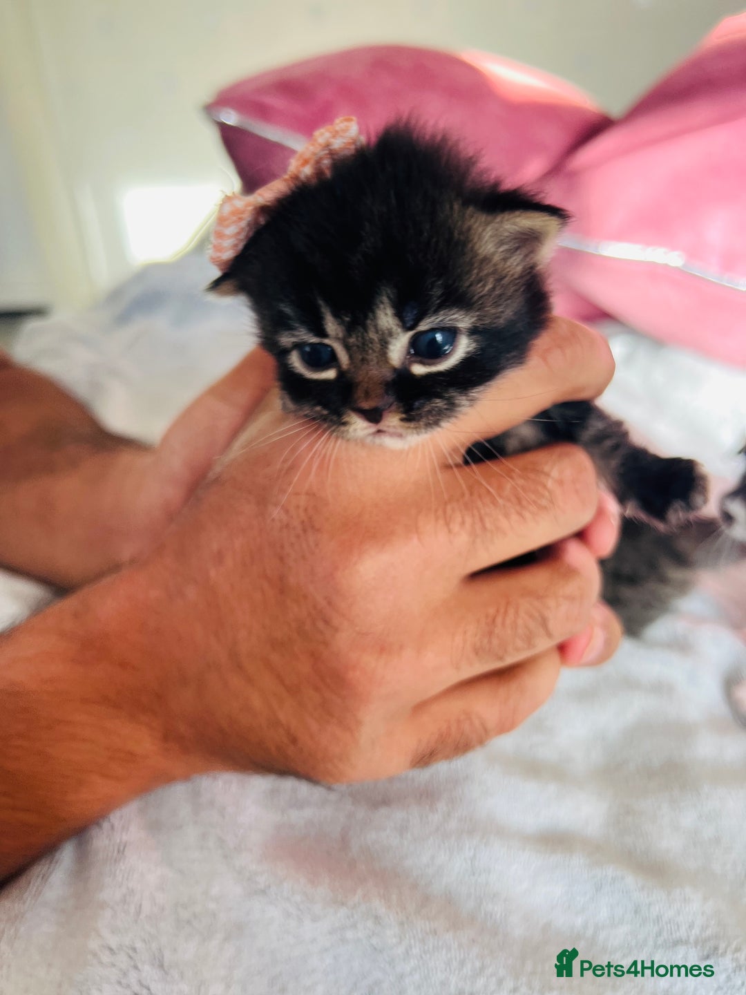 LaPerm cats for sale: Long Coat Laperm kittens - Image 20