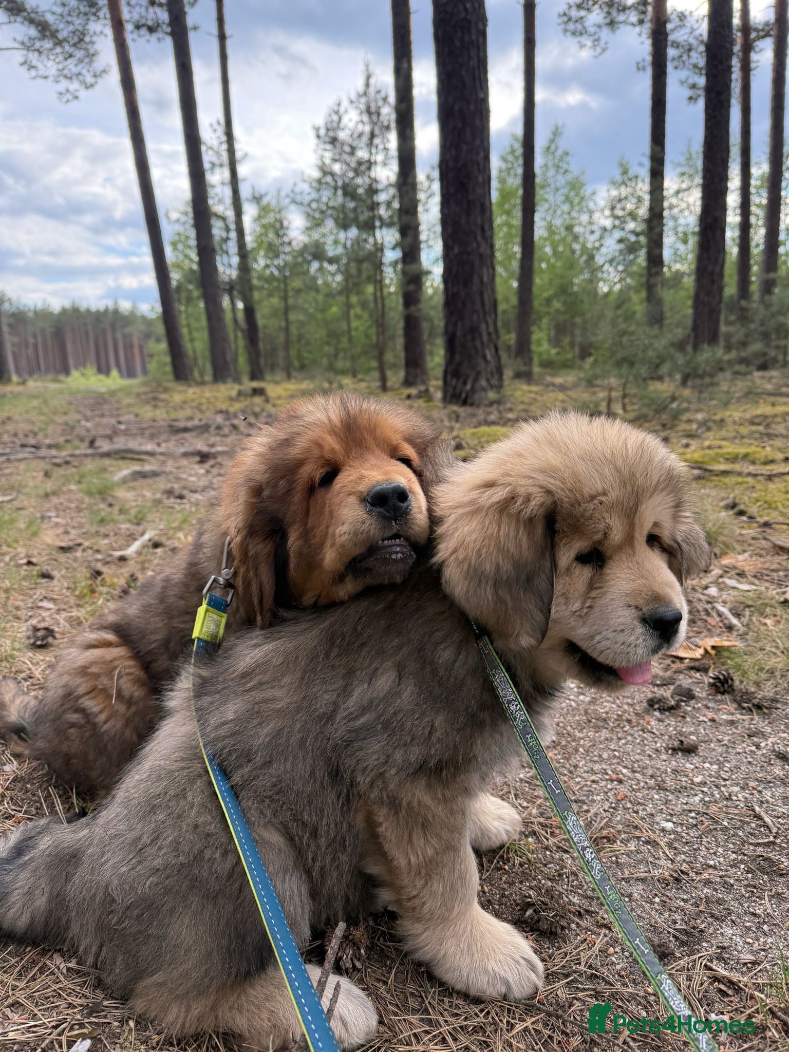 Tibetan Mastiff dogs Beautiful Tibetan Mastiff puppies for sale  - Advert 1