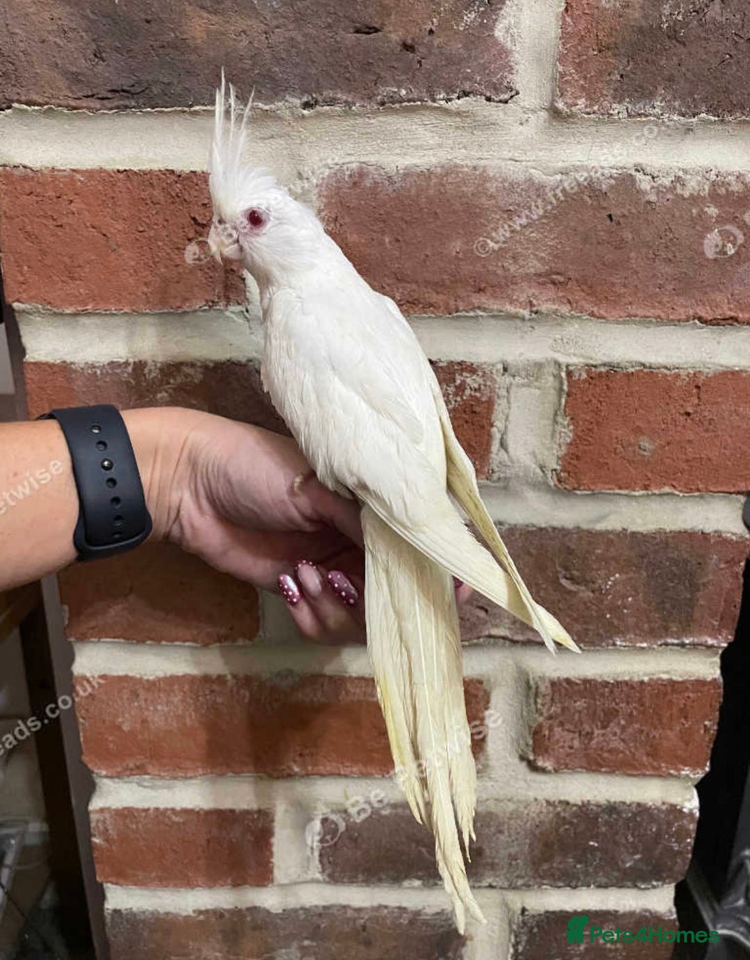 Cockatiels birds for sale: Baby Cockatiel, hand tame  - Advert 2