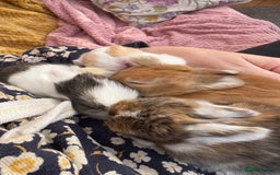 Mini Lop rabbits for sale: Indoor raised Mini lops and lion lops   - Image 6