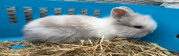 Lionhead rabbits for sale: Double mane lion lead bunny’s for sale  - Advert 3