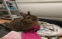 Netherland Dwarf rabbits for sale: Netherland dwarf rabbits for adoption - Image 3