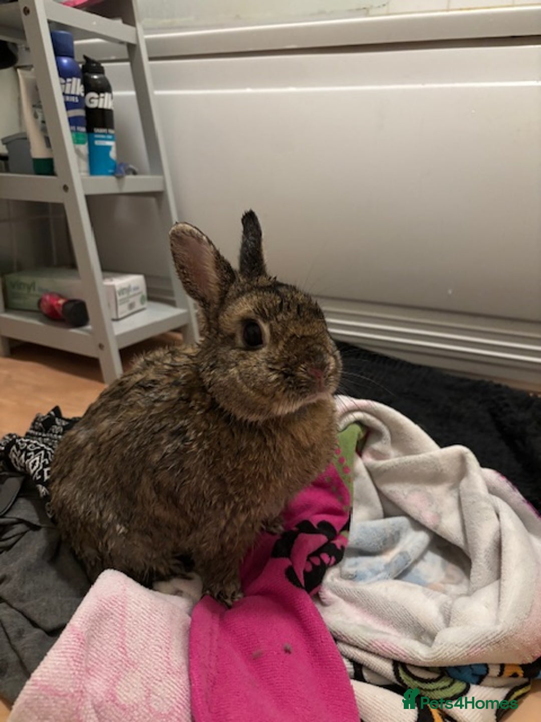 Netherland Dwarf rabbits for sale: Netherland dwarf rabbits for adoption - Image 3