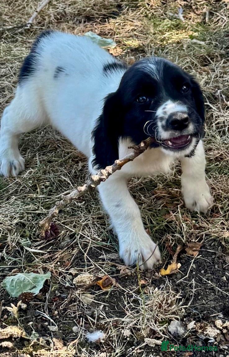 English Springer Spaniel dogs KC springer spaniels 1 male ready to go  - Advert 3