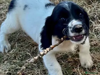 English Springer Spaniel dogs KC springer spaniels 1 male ready to go - Advert 3