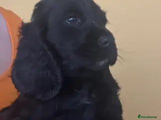 Cocker Spaniel dogs Cocker Spaniel Puppies - Advert 1