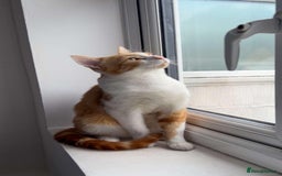 Domestic Shorthair cats for sale: Playful & Affectionate Cat free to good home - Image 2