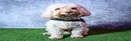 Cockapoo dogs for stud: F1 cockapoo stud health tested - Advert 2