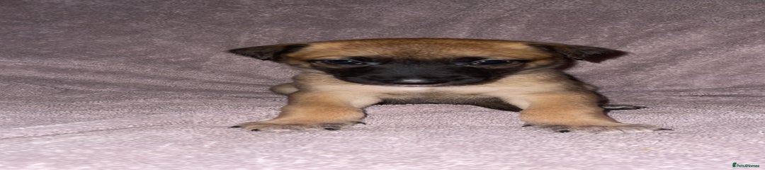 Mixed Breed Puppy 2