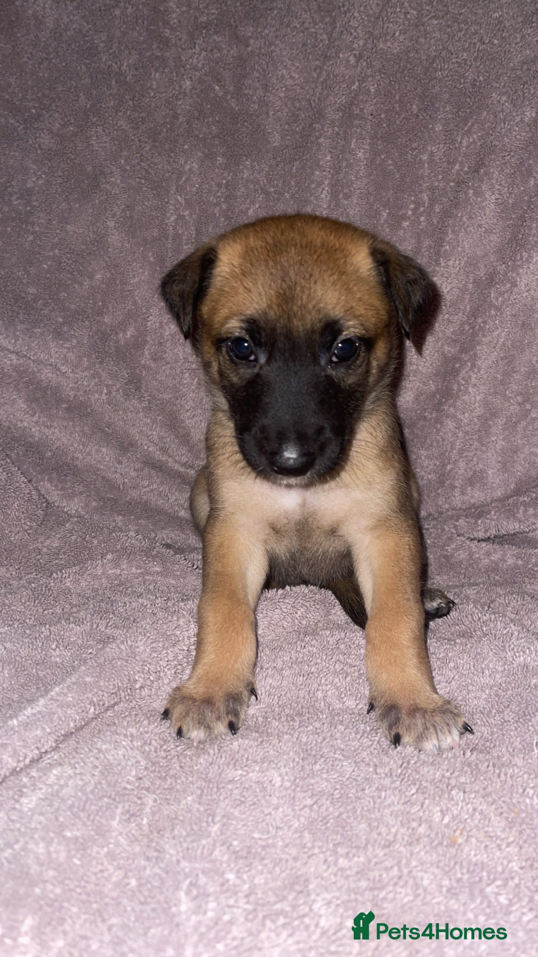 Mixed Breed dogs for sale: Belgian Malinois X Greyhound   - Image 11