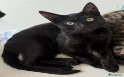 Mixed Breed cats for sale: Bombay kitten  - Image 1