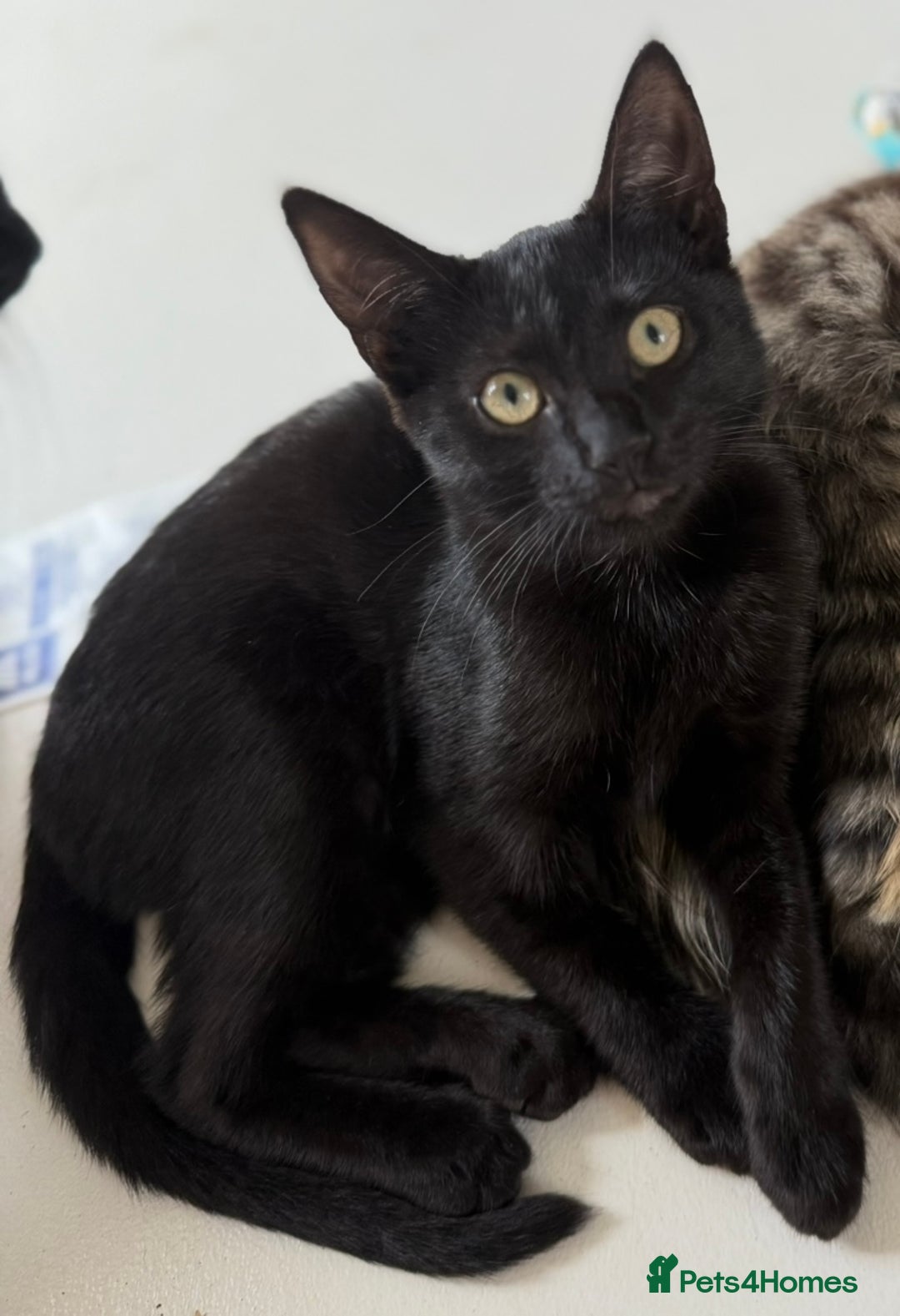 Mixed Breed cats for sale: Bombay kitten  - Image 1