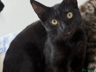 Mixed Breed cats - Advert 17