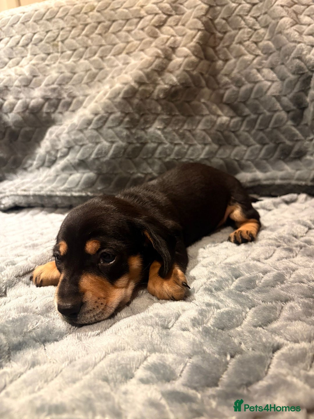 Miniature Dachshund dogs for sale: ✨ Miniature Dachshund Puppies ✨ - Advert 13