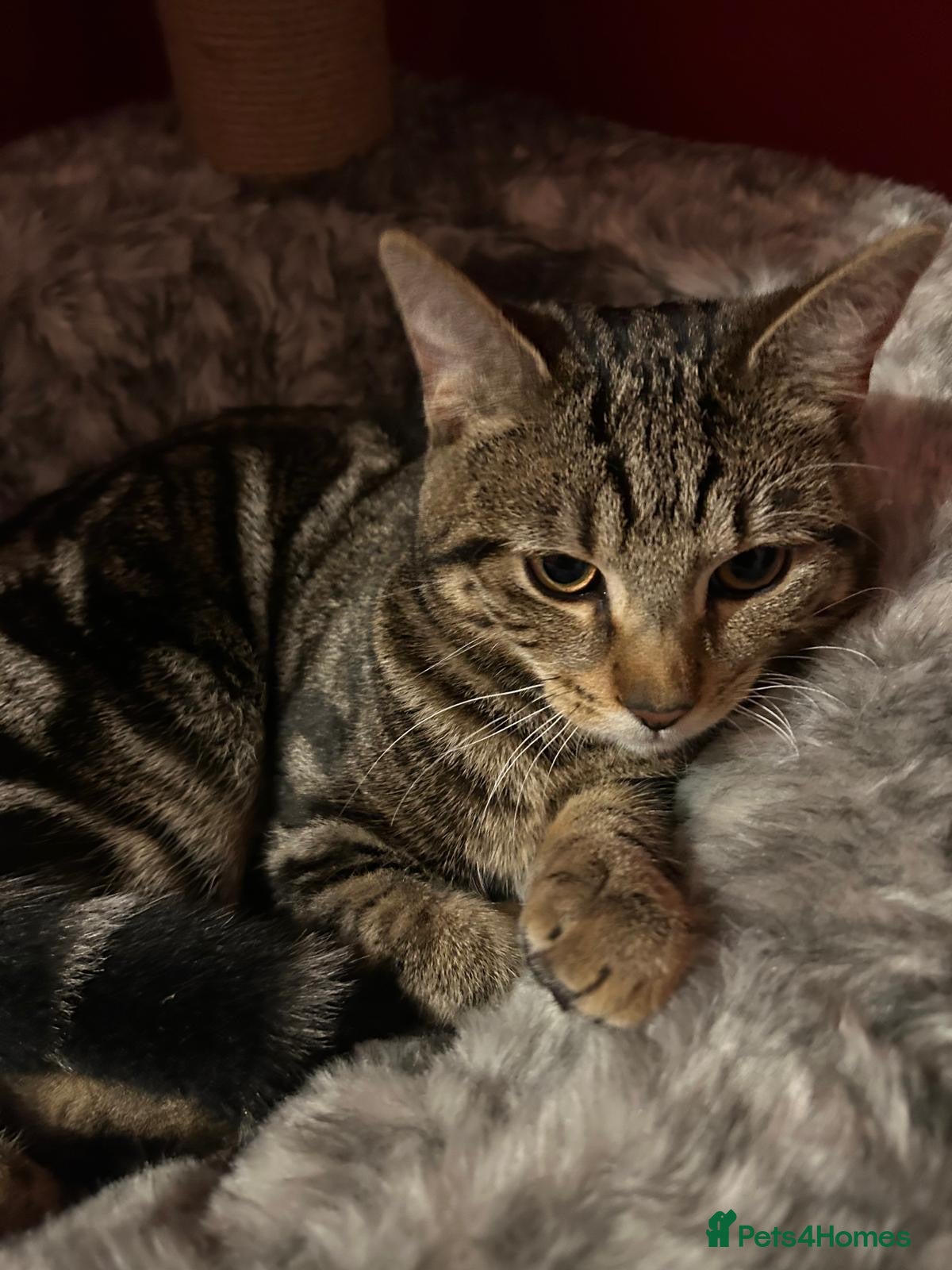 Mixed Breed cats 6 month old male tabby cat for sale - Advert 8