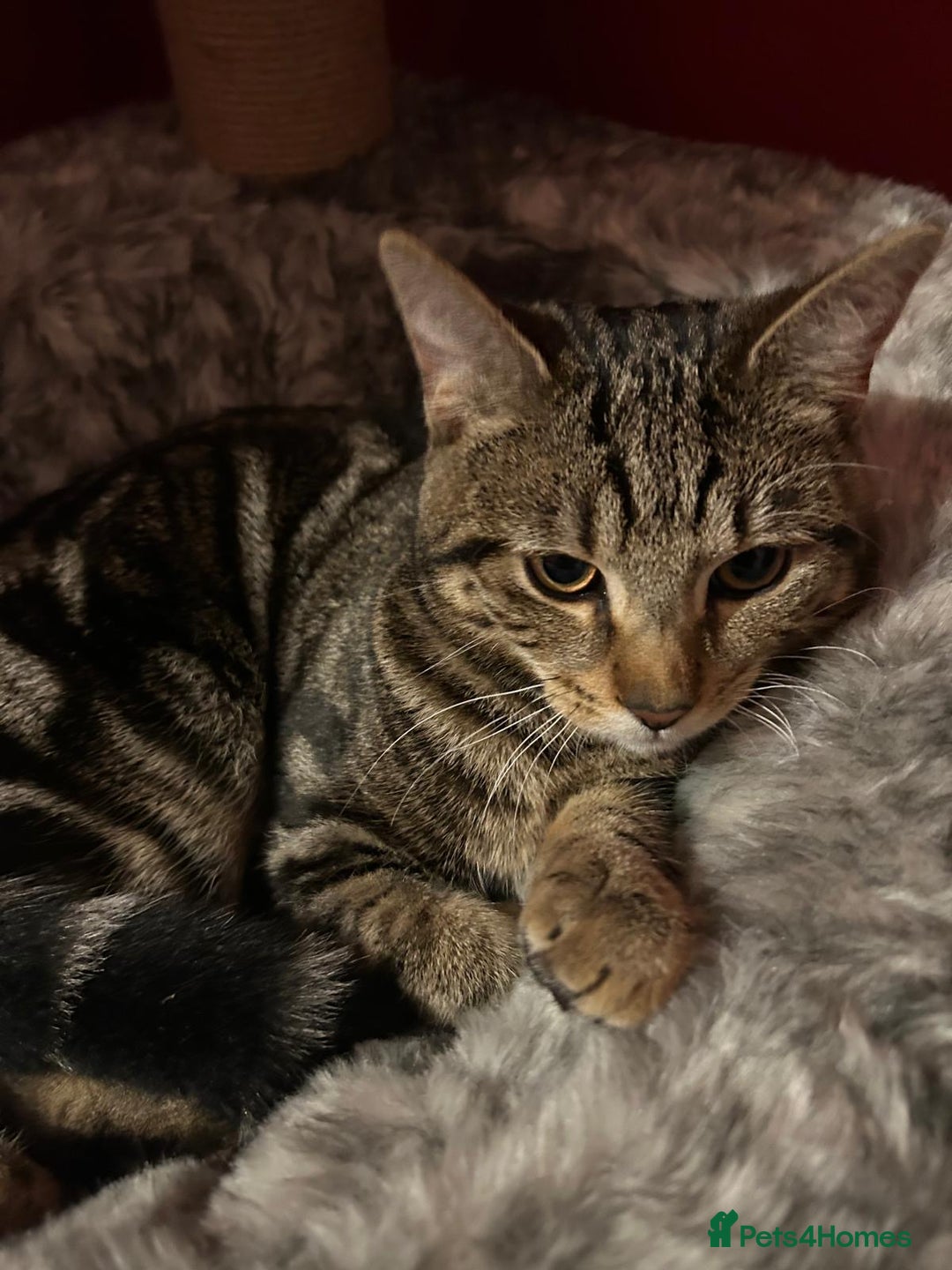 Mixed Breed cats for sale: 6 month old male tabby cat for sale - Advert 2