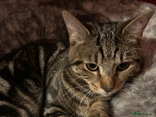 Mixed Breed cats 6 month old male tabby cat for sale - Advert 8