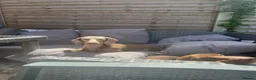 Miniature Dachshund dogs for sale: Dapple miniature dachshunds  - Advert 2