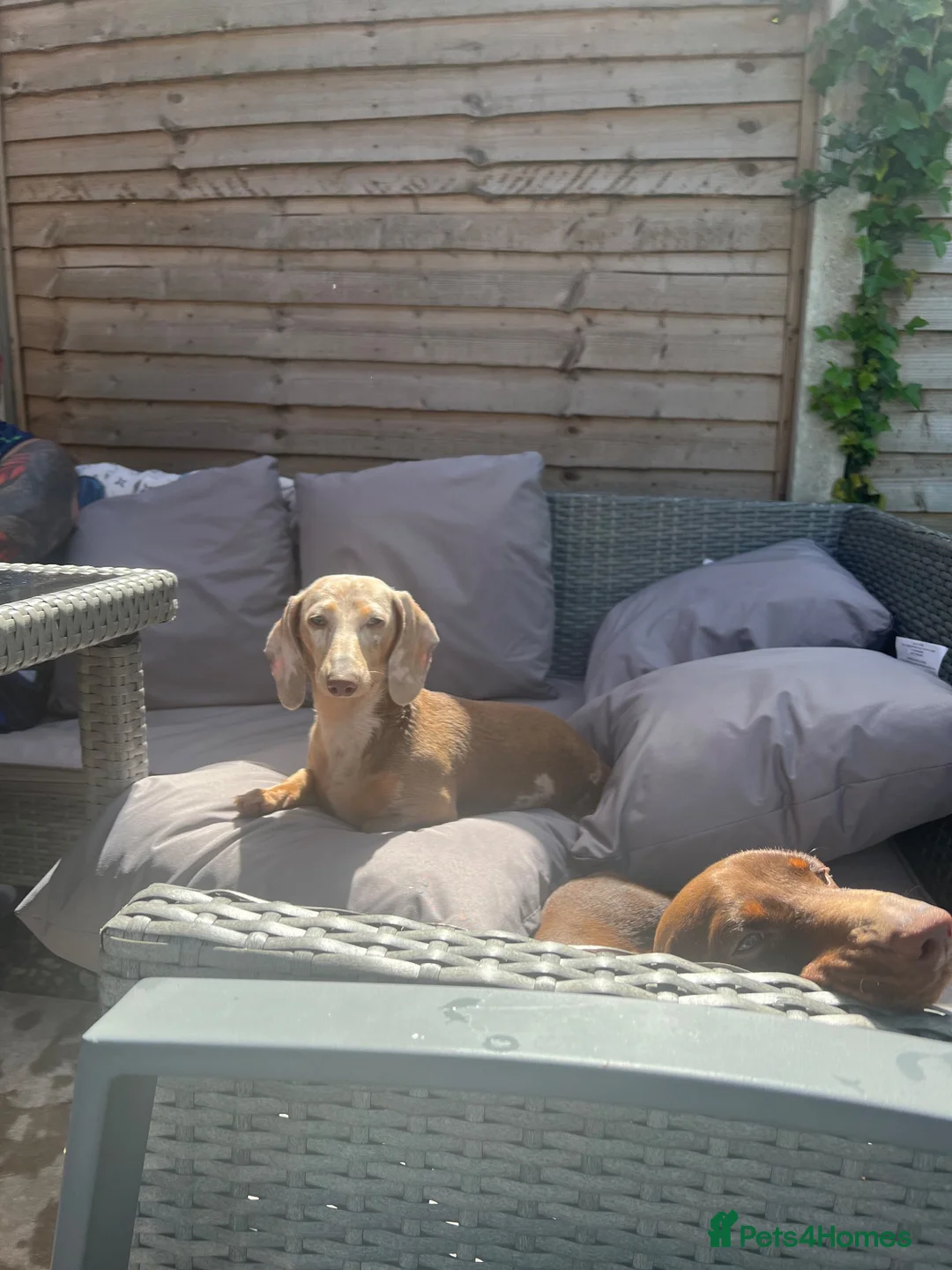 Miniature Dachshund dogs for sale: Dapple miniature dachshunds  - Advert 2