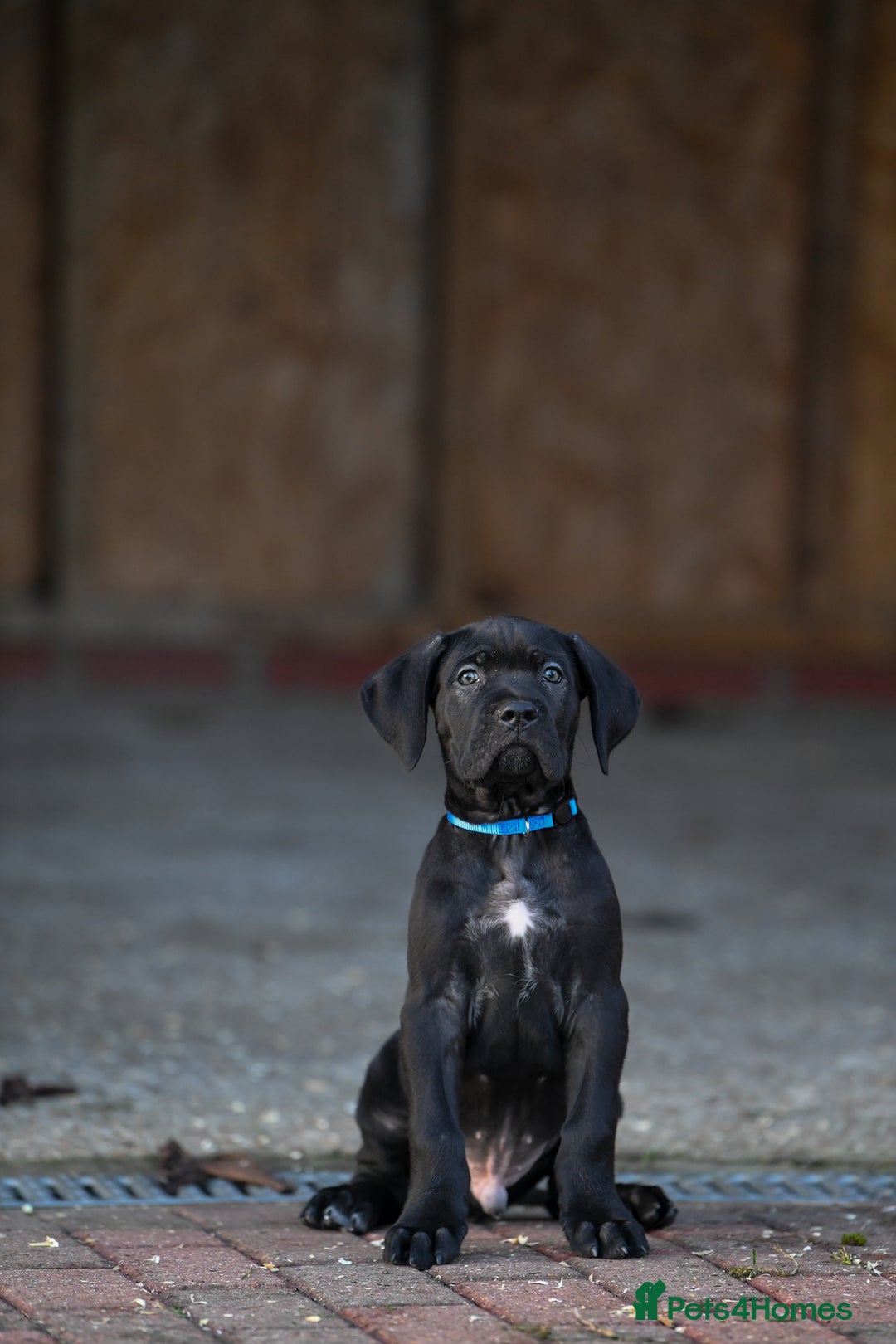 Cane Corso dogs for sale: Elite cane corso puppies  - Advert 4