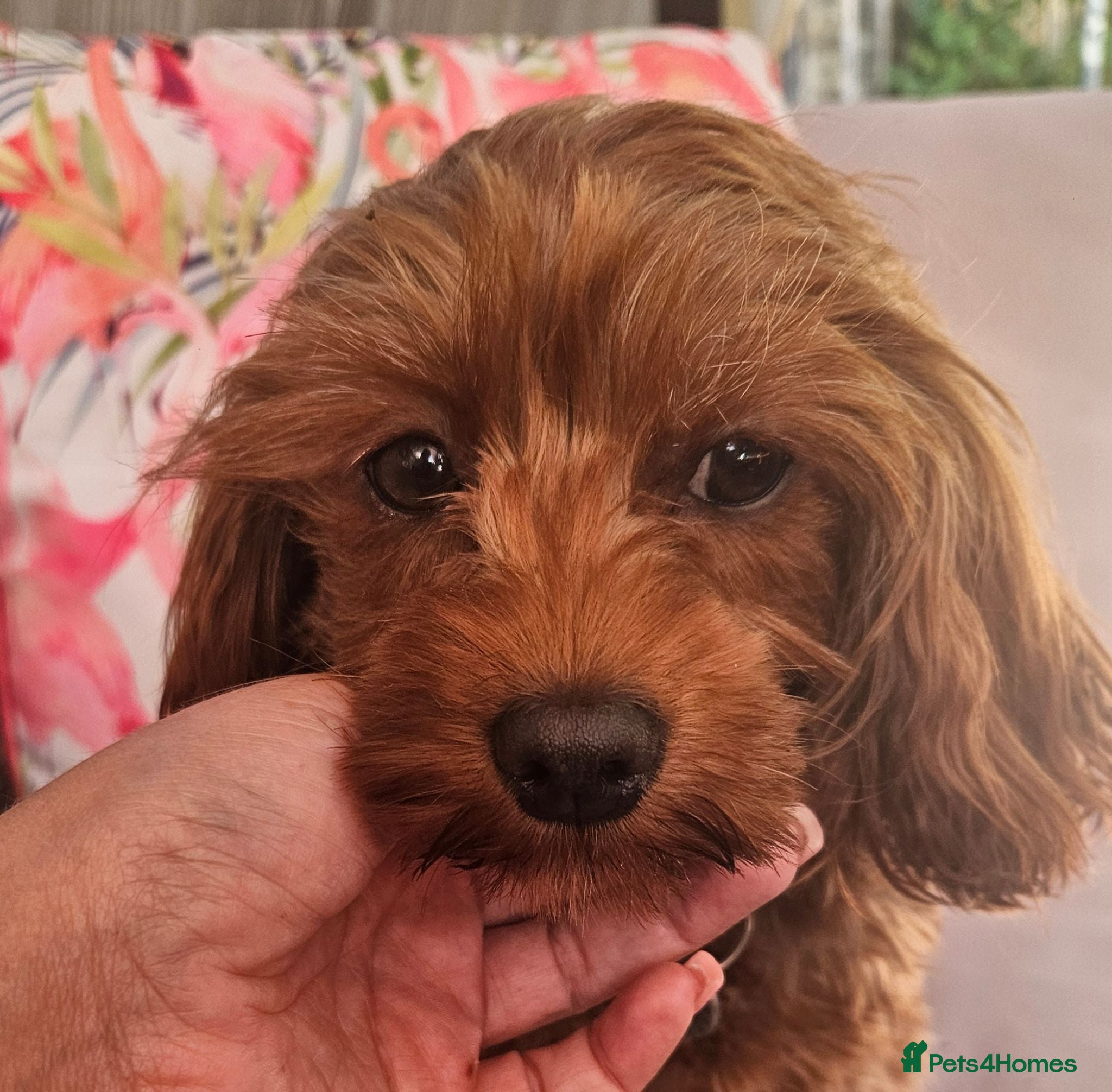 Cavapoo dogs Tiny toy red cavapoo litter due  - Advert 11