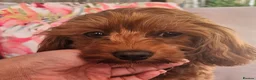 Cavapoo dogs for sale: Licensed breeder,dna clear red tiny cavapoo pups  - Advert 6