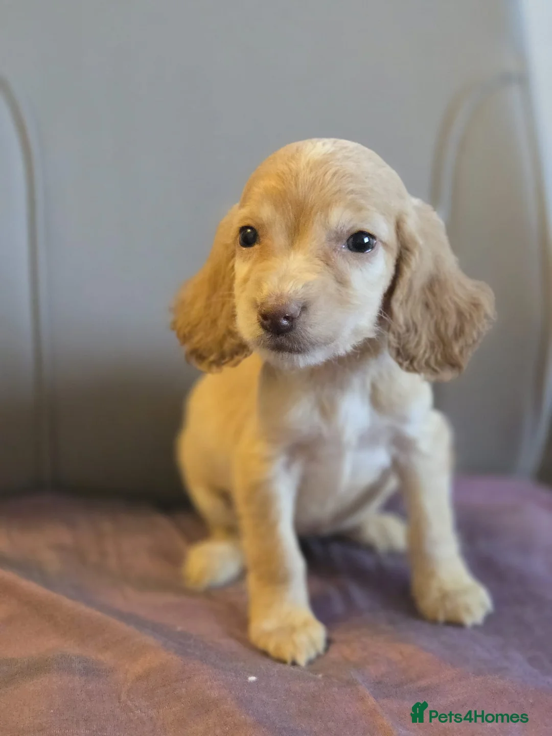 Cocker Spaniel dogs for sale: Cocker spaniel babies  in Barnsley - Advert 14
