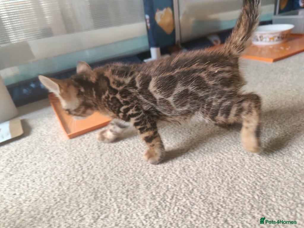 Bengal cats for sale: Absolutely beautiful pedigree bengal kittens - Advert 10
