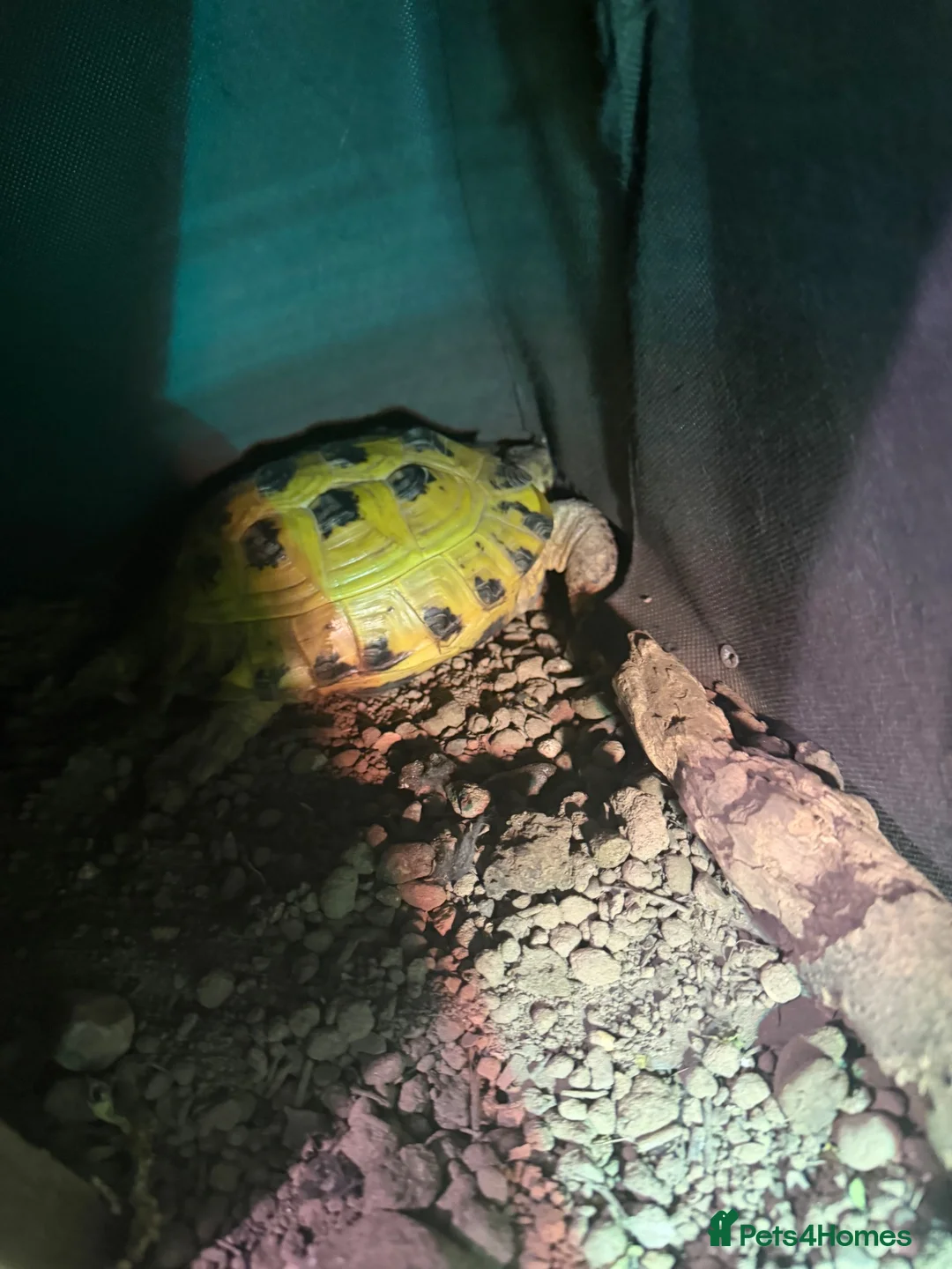 Tortoise reptiles for sale: Terry  in Ormskirk - Advert 2