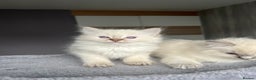 Ragdoll cats for sale: GCCF Ragdoll kittens for sale - Advert 21
