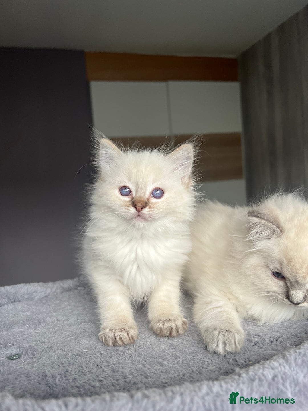 Ragdoll cats for sale: GCCF Ragdoll kittens for sale - Advert 21