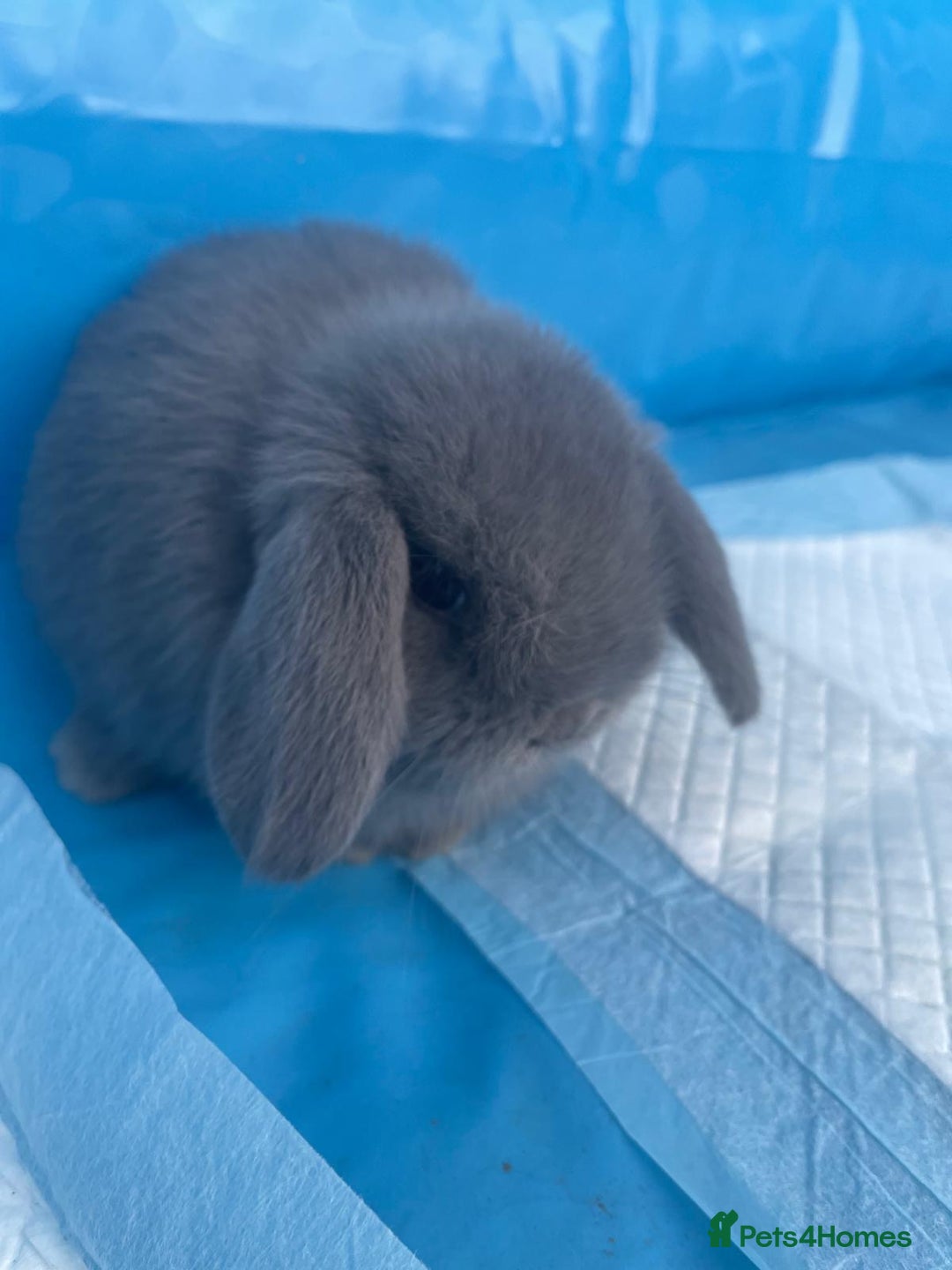 Dwarf Lop rabbits for sale: Cute little rabbits for sale - Image 2