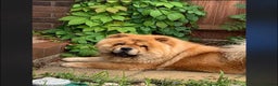 Chow Chow dogs for sale: Ruby Red Girl - Advert 2