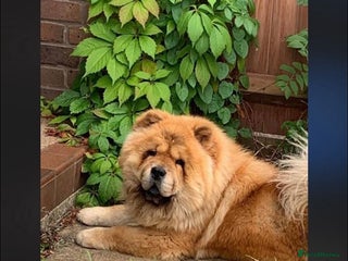 Chow Chow dogs for sale - Advert 1