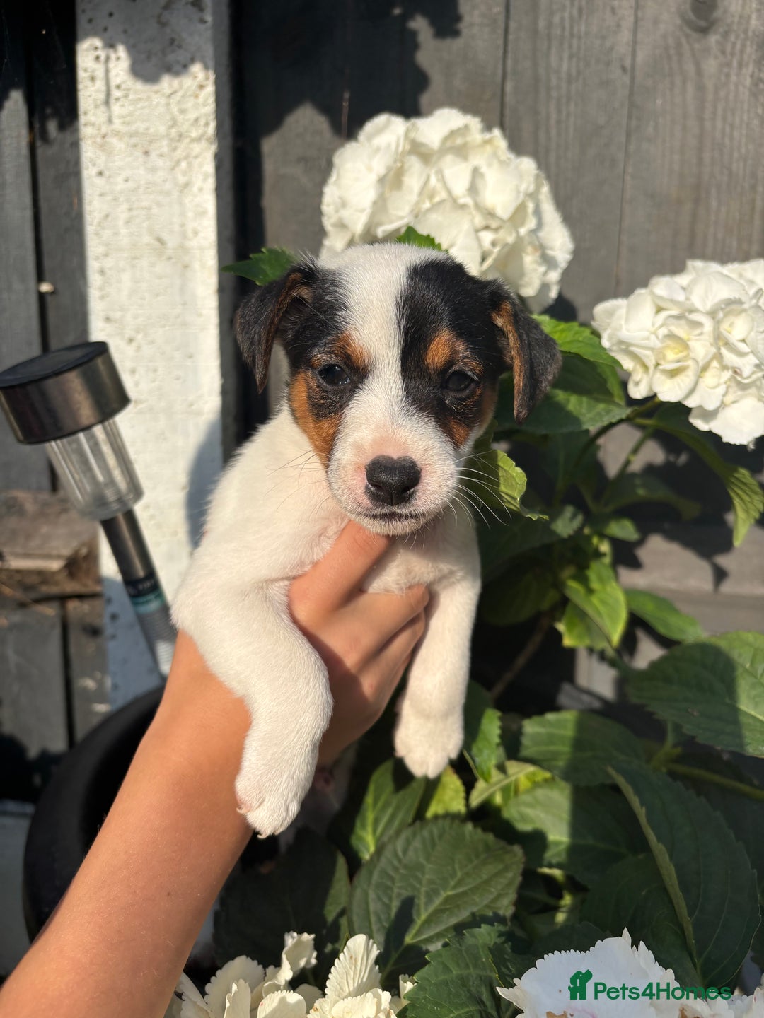 Jack Russell dogs for sale: 1 beautiful Jack Russell boy pup left   - Image 4