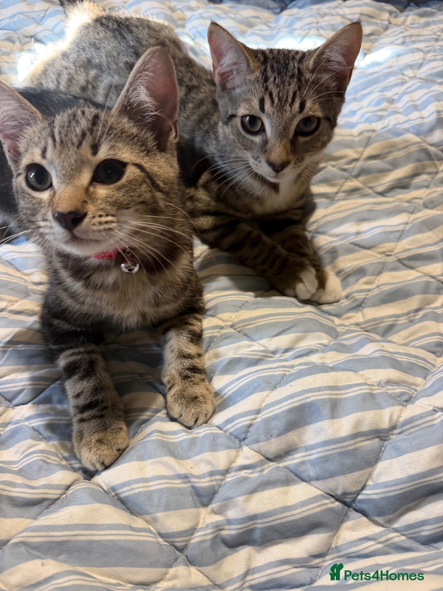 Mixed Breed cats 2 beautiful kittens - Advert 1