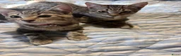 Mixed Breed cats for sale: 2 beautiful kittens - Advert 1