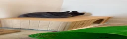 Netherland Dwarf rabbits for sale: 2 male bonded pair Netherland dwarfs. - Advert 3