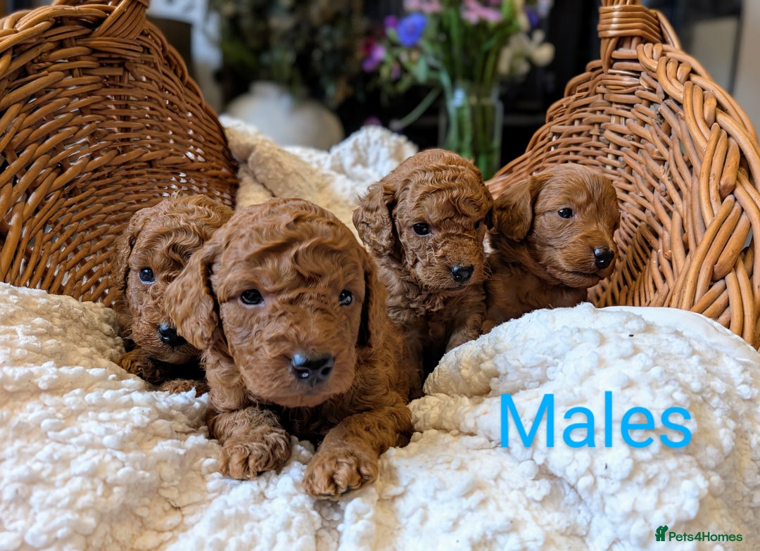 Cockapoo dogs for sale: 🌟 F1b-toy-health tested-cockapoo puppies 🌟  in Droitwich - Image 7