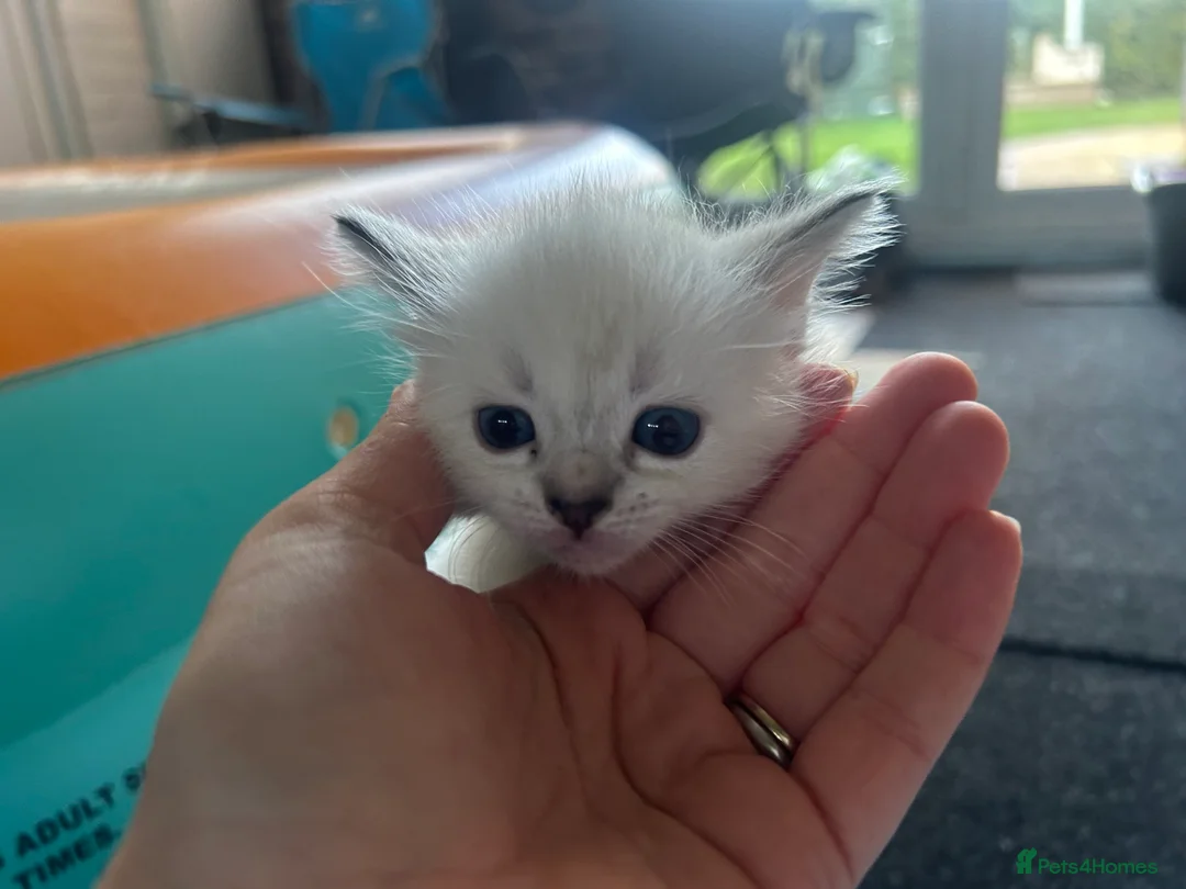 Mixed Breed cats for sale: Ragdoll x Tabbie kittens - Advert 9