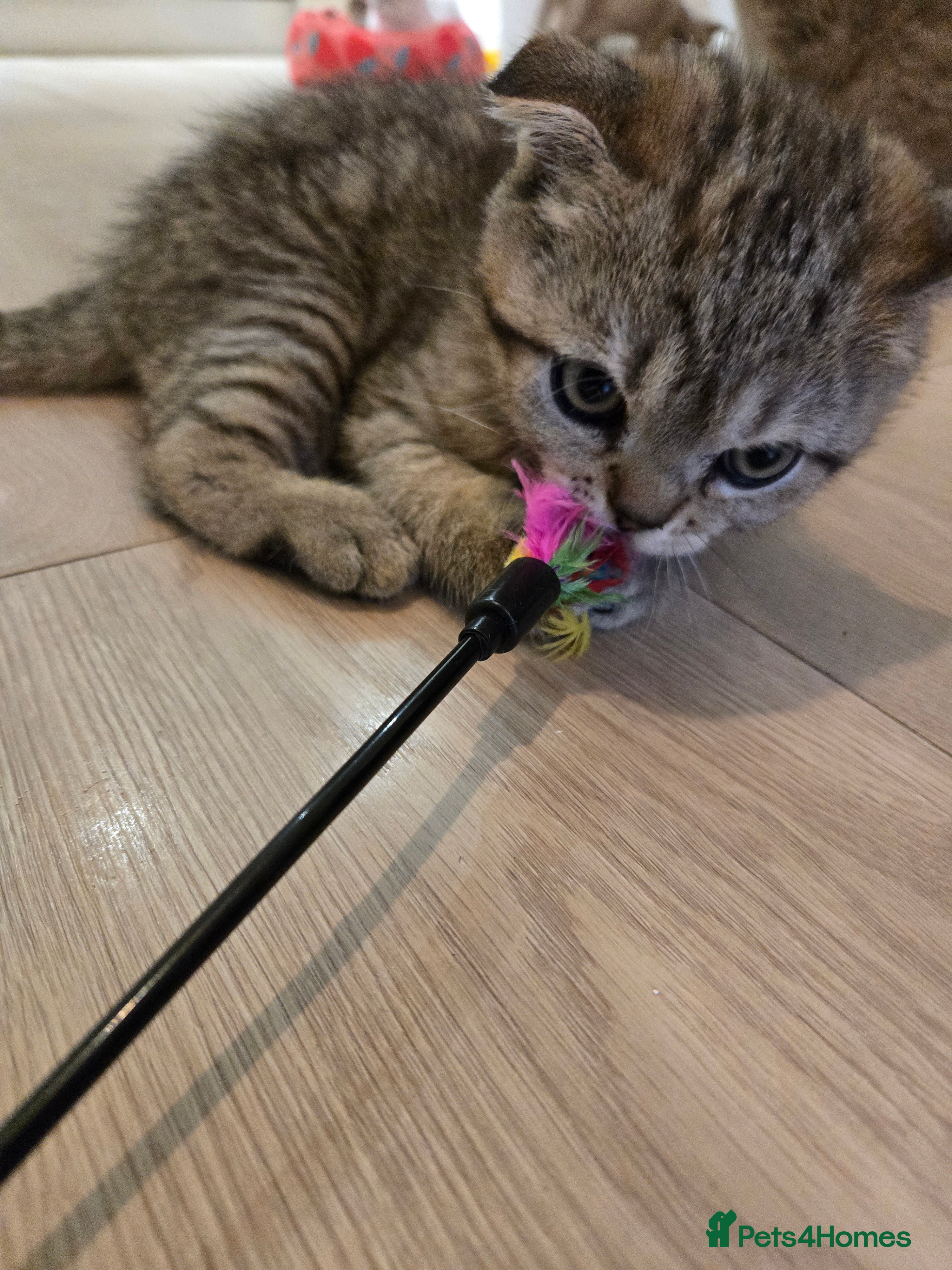 British Shorthair cats STUNNING! British Shorthair Black Golden Tabbys - Advert 2