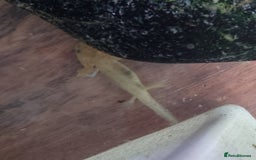 Axolotl reptiles for sale: Axolotl Babies for sale - Image 2