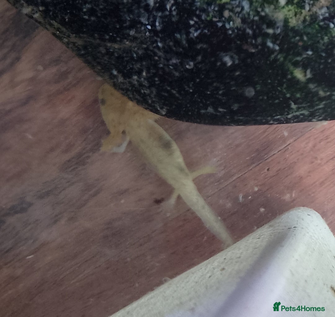 Axolotl reptiles for sale: Axolotl Babies for sale - Image 2